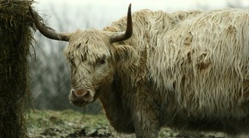 Diferencia entre ganado de las tierras altas y yaks Diferencia entre ganado de las tierras altas y yaks