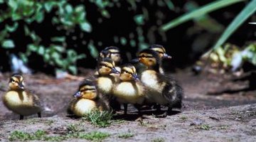 Cómo identificar razas de patitos