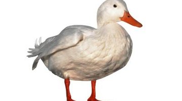 Cómo identificar razas de patitos Cómo identificar razas de patitos