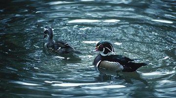 Cómo identificar razas de patitos