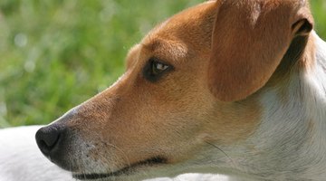 Información sobre los cachorros mezcla de Bichón Russell