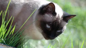 A mi gato siamés se le está cayendo el pelo.