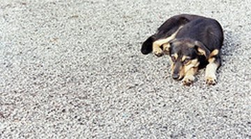 Cómo evitar que mi perro coma piedras Cómo evitar que mi perro coma piedras