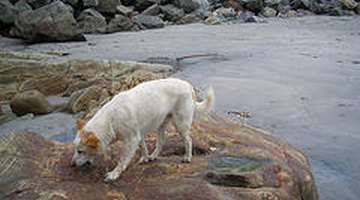 Cómo evitar que mi perro coma piedras Cómo evitar que mi perro coma piedras