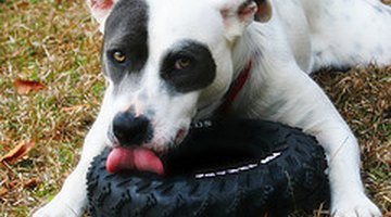 Cómo evitar que mi perro coma piedras