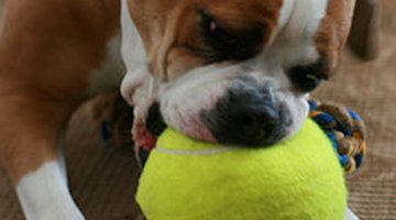 Cómo evitar que mi perro coma piedras Cómo evitar que mi perro coma piedras