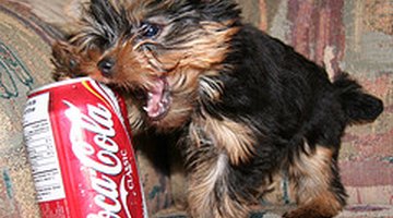 Cómo evitar que mi perro coma piedras