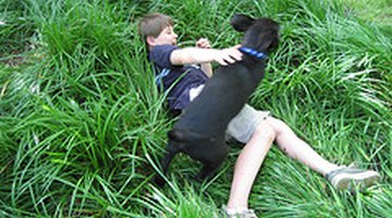 Cómo evitar que mi perro coma piedras Cómo evitar que mi perro coma piedras