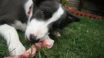 Cómo evitar que mi perro coma piedras