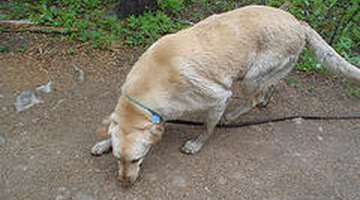 Cómo evitar que mi perro coma piedras Cómo evitar que mi perro coma piedras