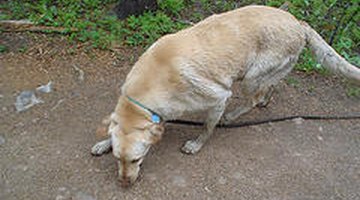 Cómo evitar que mi perro coma piedras