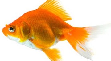 ¿Cuántos peces de colores caben en un acuario de 45 litros?