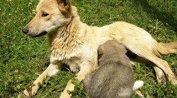 Perros preñados y temperatura | eHow Reino Unido