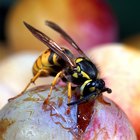 ¿Qué animales comen avispas? | eHow Reino Unido