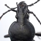 Cómo deshacerse de los escarabajos negros