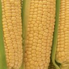 ¿Cómo se sabe cuando la mazorca de maíz está mala?