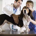 ¿Cómo puedo saber si mi perro ha comido aislamiento?