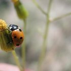 ¿Cómo puedo diferenciar entre las niñas mariquita y los niños mariquita?