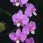 Adaptaciones de las orquídeas | eHow Reino Unido
