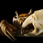 ¿Cuáles son los peligros de comer patas de cangrejo en mal estado?