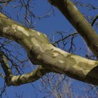 ¿Qué profundidad tiene el sistema de raíces de un árbol sicomoro?