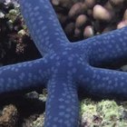 Cómo saber si una estrella de mar está muerta