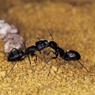 ¿Por qué veo hormigas muertas en mi piso todos los días?