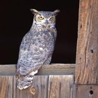Cómo reconocer los ojos de los animales por la noche