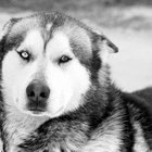 Cómo saber si un husky siberiano es mitad lobo