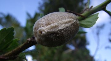 Cómo deshacerse de las avispas que mastican madera