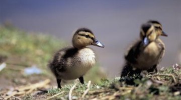 Cómo identificar razas de patitos Cómo identificar razas de patitos
