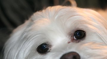 Información sobre los cachorros mezcla de Bichón Russell