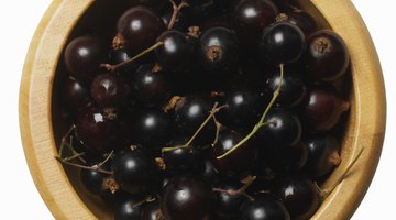 Las diferencias entre arándanos y grosellas negras Las diferencias entre arándanos y grosellas negras
