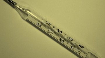 Perros preñados y temperatura | eHow Reino Unido Perros preñados y temperatura | eHow Reino Unido