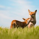 https://www.ehow.co.uk/how_2046504_buy-pet-fox.html