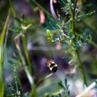 ¿Qué productos domésticos matan diferentes tipos de abejas?