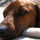 Piel seca alrededor de los ojos de un perro.