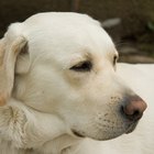 El costo de la cirugía ocular para perros