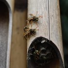 Cómo deshacerse de las avispas que mastican madera