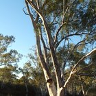 Enfermedades del árbol de eucalipto | eHow Reino Unido