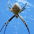 Arañas venenosas en Turquía | eHow Reino Unido