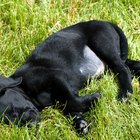 Síndrome de piernas inquietas en perros | eHow Reino Unido