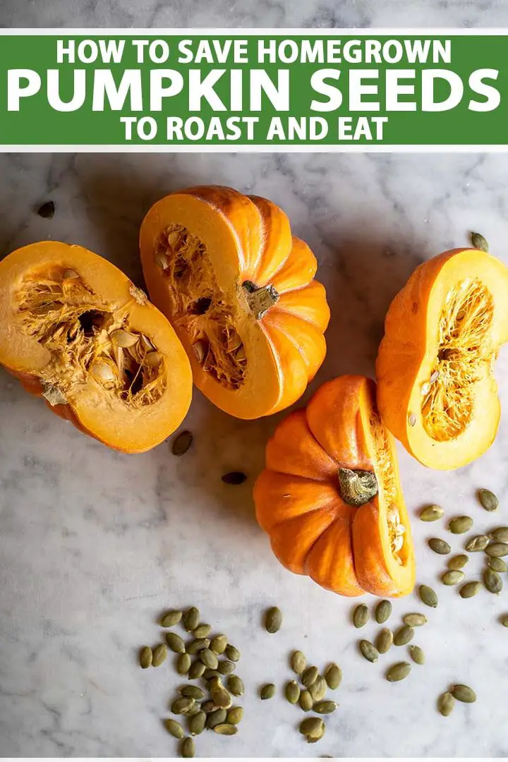 La mejor forma de comer semillas de calabaza.