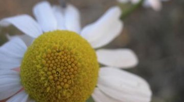 ¿Cuál es la diferencia en la apariencia de las margaritas y la manzanilla? ¿Cuál es la diferencia en la apariencia de las margaritas y la manzanilla?