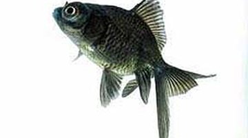 ¿Cuántos peces de colores caben en un acuario de 45 litros? ¿Cuántos peces de colores caben en un acuario de 45 litros?