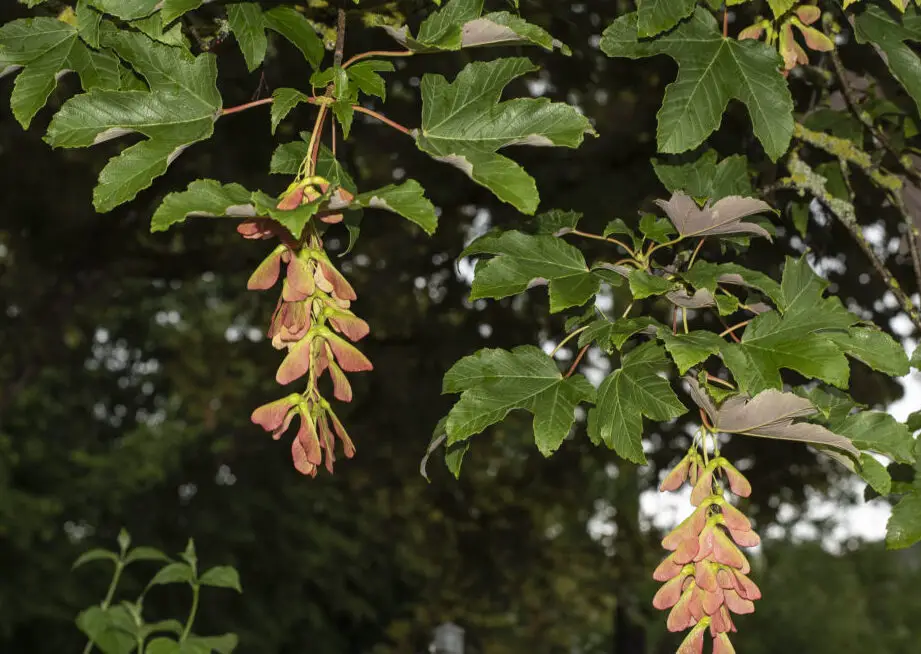 How to kill a sycamore tree